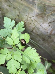 Chrysolina bankii