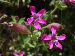 Silene acutifolia
