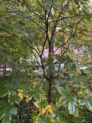 Aesculus hippocastanum
