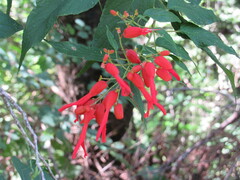 Salvia sessei