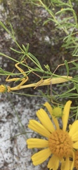 Stagmomantis floridensis