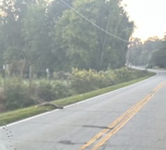 Odocoileus virginianus