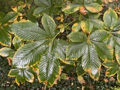 Aesculus hippocastanum