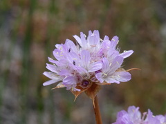 Armeria sampaioi