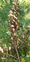 Stenanthium densum