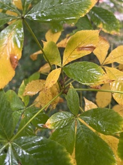 Aesculus hippocastanum