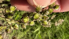 Chascolytrum subaristatum