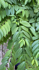 Combretum indicum