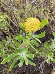 Leucospermum cuneiforme