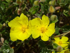 Cistus lasianthus