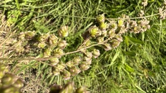 Chascolytrum subaristatum