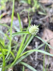 Cyperus sesquiflorus