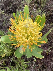 Leucospermum cuneiforme