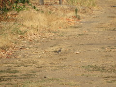 Mimus polyglottos