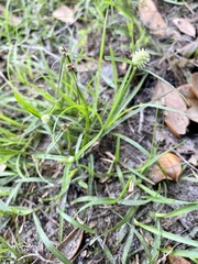 Cyperus sesquiflorus