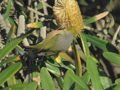 Zosterops lateralis lateralis