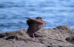 Haematopus fuliginosus