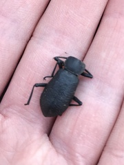 Iphthiminus serratus