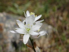 Ornithogalum concinnum