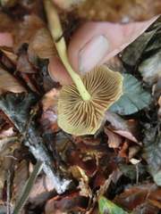 Collybiopsis peronata