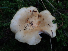 Lactarius intermedius
