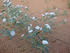 Euploca convolvulacea