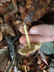 Collybiopsis peronata