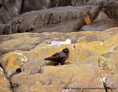 Haematopus fuliginosus