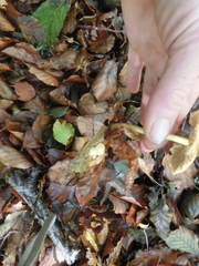 Collybiopsis peronata