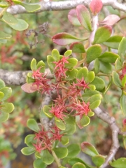 Sedum oxypetalum