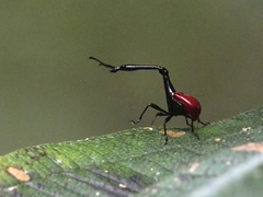 Trachelophorus giraffa