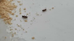 Coleoptera