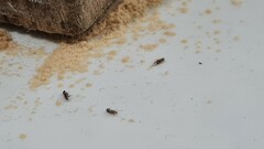 Coleoptera