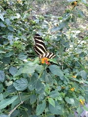 Heliconius charithonia vazquezae
