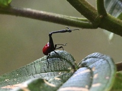 Trachelophorus giraffa