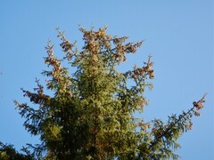 Picea sitchensis