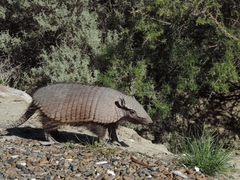 Chaetophractus villosus