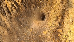 Araneae