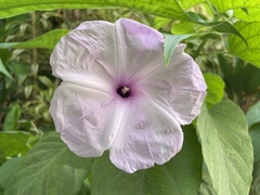 Ipomoea carnea