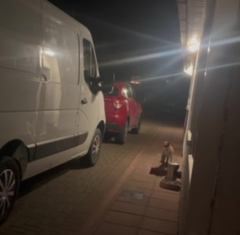 Vulpes vulpes crucigera