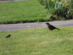 Turdus merula merula
