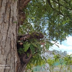 Iguana iguana