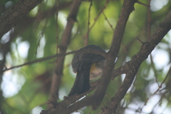 Pycnonotus barbatus