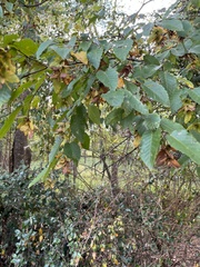 Carpinus caroliniana
