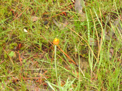 Leucochrysum albicans albicans