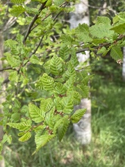Nothofagus obliqua