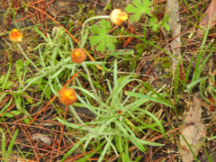 Leucochrysum albicans albicans