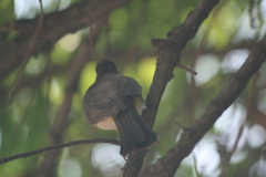 Pycnonotus barbatus