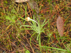 Leucochrysum albicans albicans