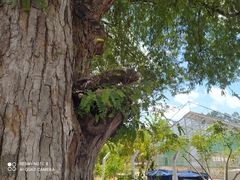 Iguana iguana